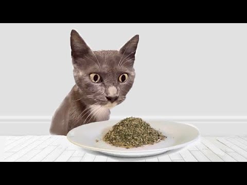 Cats Try Catnip For The First Time 🐈
