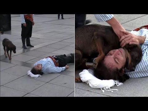 Sweet Stray Dog Comforts Actor Playing Injured