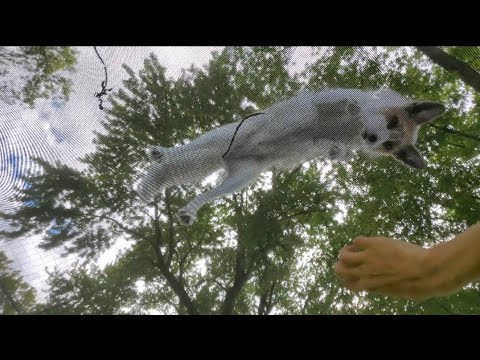 Jagger Fox Jumps On A Trampoline