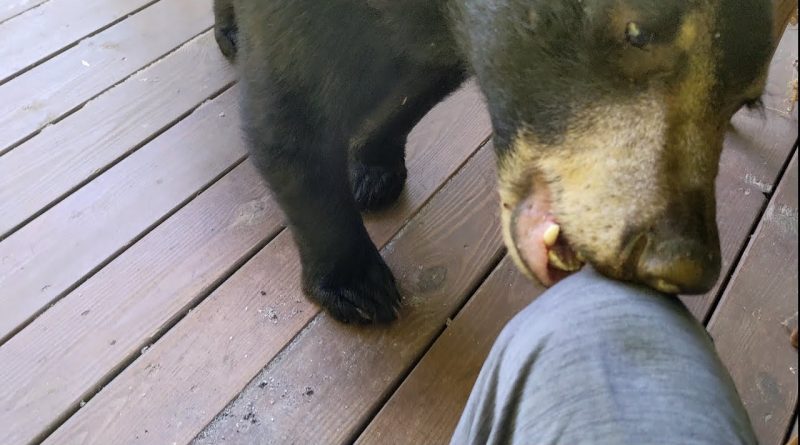 3 Bears Visit House And Human 🐻 🐻 🐻