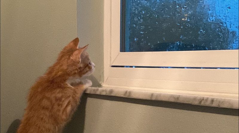 Kittens Learning About Rain And Thunder For The First Time 🌧 ⛈️ 😸 🐱
