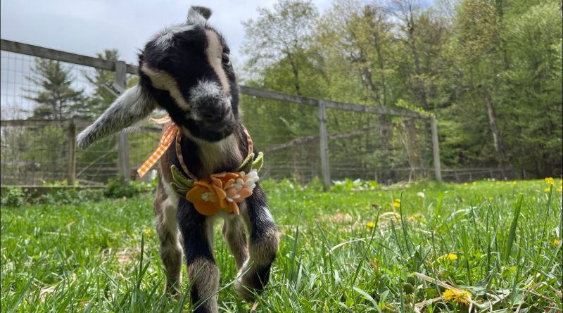 Blossom The Goat Kid Loves Hopping Around 🐐