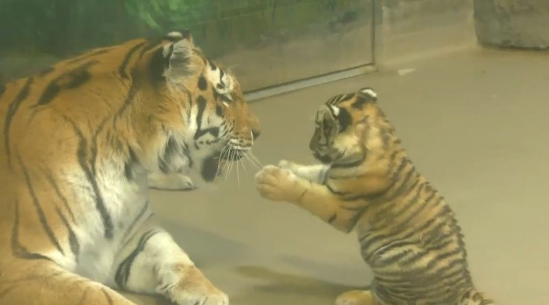 Amur Tiger Cub Plays With Her Mommy