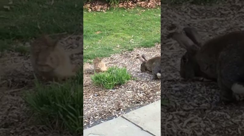 Pet Rabbit Brings Home A Wild Friend! 🐇 🐰