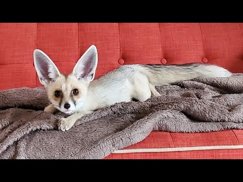 Fawzi Fox Goes Wild On The Couch