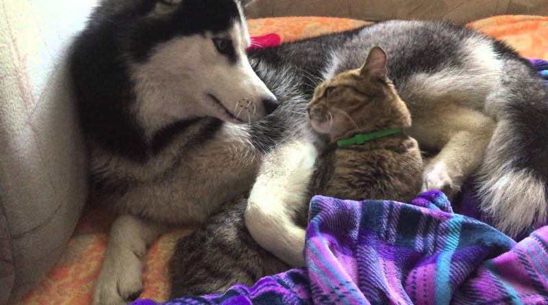 Cat And Husky Are Best Friends