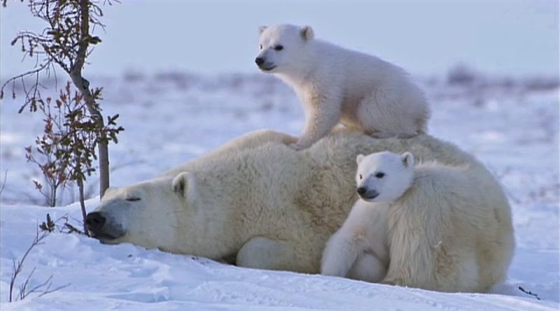 Polar Bear Cubs Loving Their Mommy