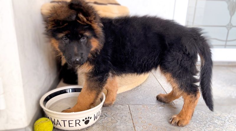 German Shepherd Puppy Has Fun With Her Water