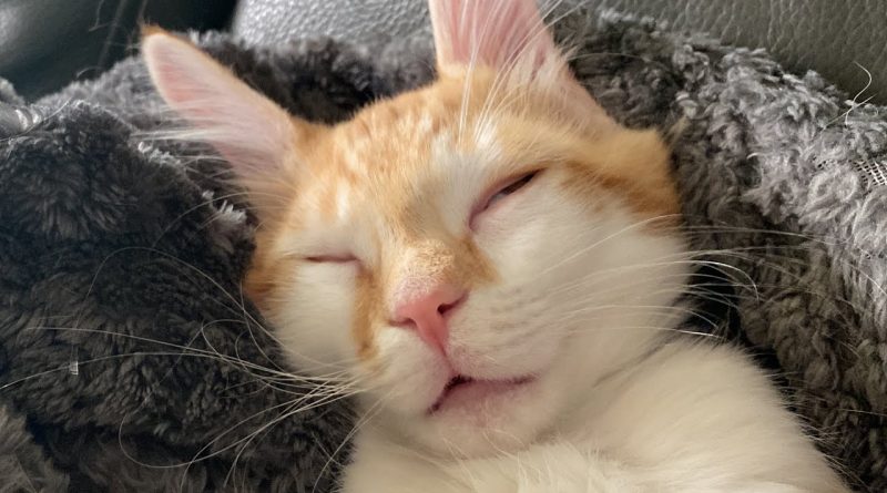 Kitten Eating In His Sleep!