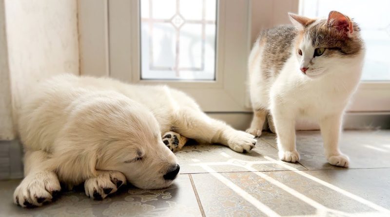 Pregnant Cat's Adorable Response To Sleeping Golden Retriever Puppy