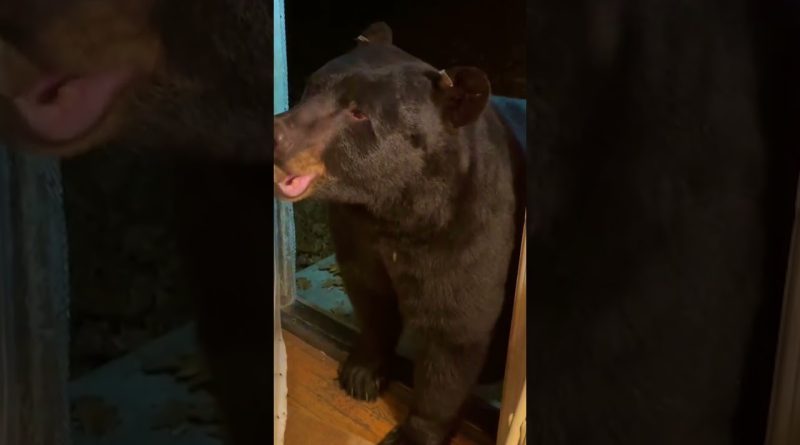 Bear Helps Homeowner Close The Front Door 🐻 🚪