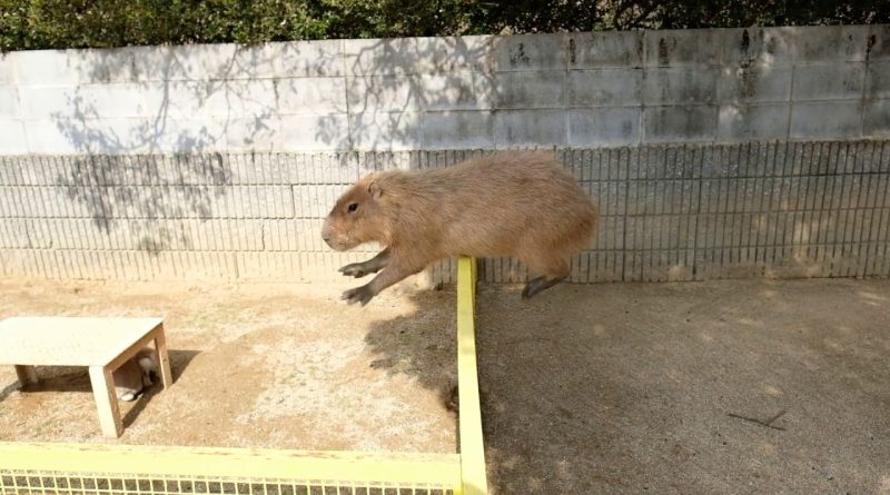 Can A Capybara Jump? Why Yes They Can!