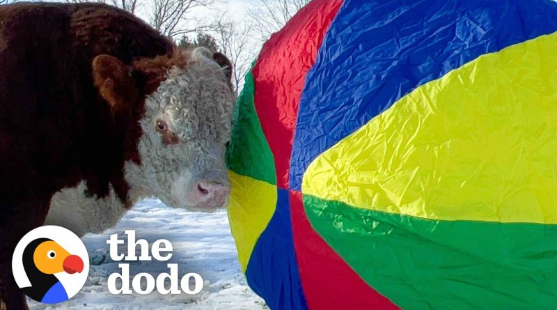 Woman Adopts Her Best Friend Spud The Bull