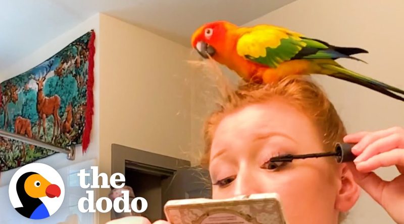 Parrot Is The Best Helper His Human Mom Can Find!