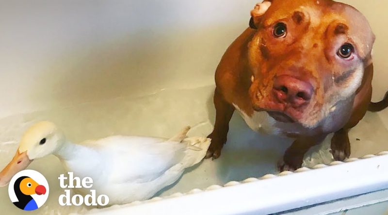 Sweet Pitbull Becomes Mother To Every Animal She Can!
