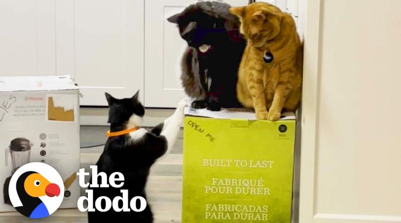 Vitamix Box Becomes A Favorite Spot For These Kitties