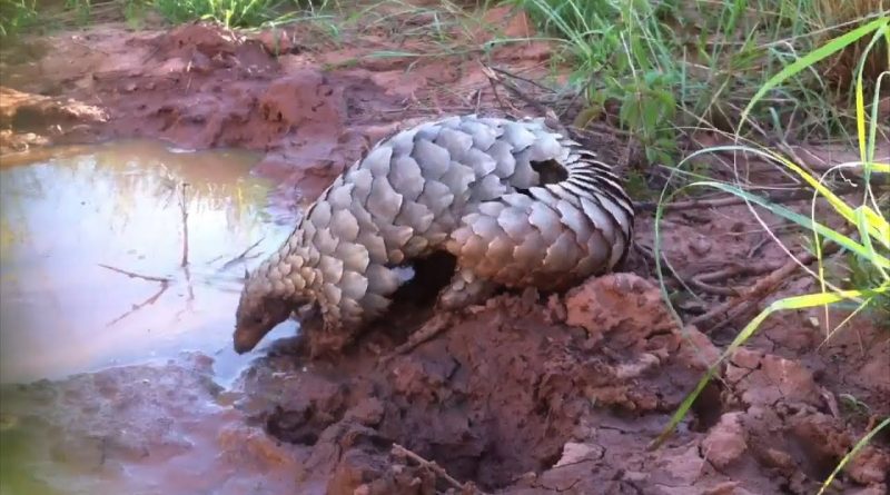Pangolin Has An Adorable Time In The Mud
