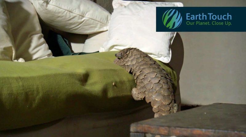 Pangolin Does An Adorable Walk And Curls Up On The Couch