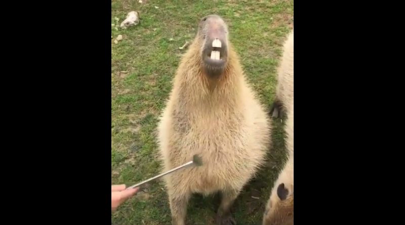 Capybara Enjoying Getting Scratched
