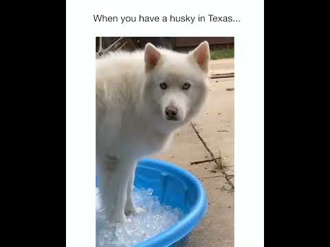 When You Have A Husky In Texas