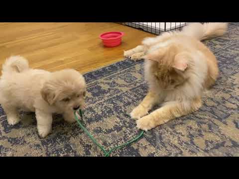 Maine Coon Kitties Meeting A Maltipoo Puppy For The First Time!