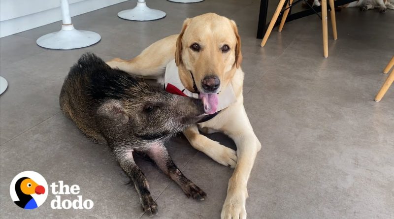 Wild Boar And Dog Become Best Friends! 🐗 🐕 ❤️