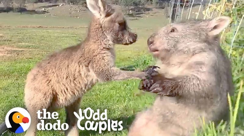 Wombat And Kangaroo Are Best Friends!