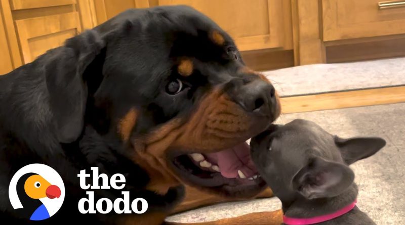 Rottweiler And Puppy Become Best Friends!