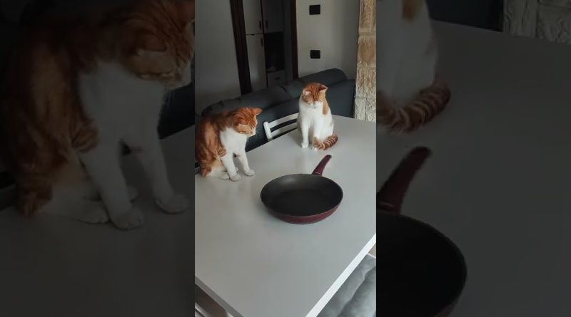 Cats Fascinated By Spinning Pan