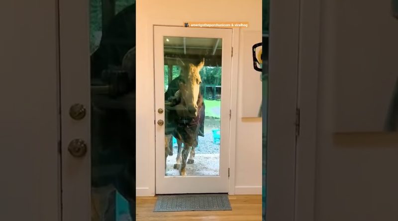 Horse Opens Door To House And Walks In 🐎 🚪