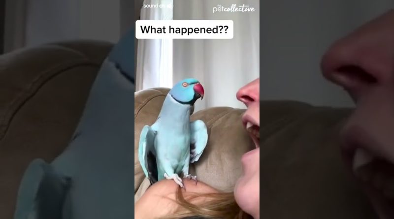 Parrot Has Sweet Talk With Human Friend