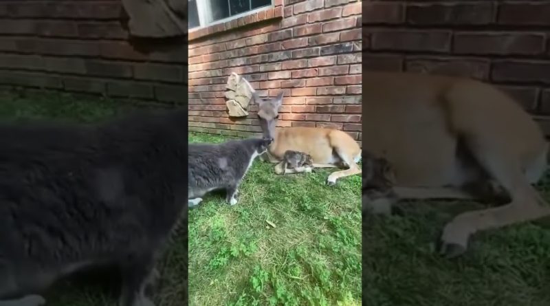 Kitten, Cat, Dog, And Deer Are Good Friends!