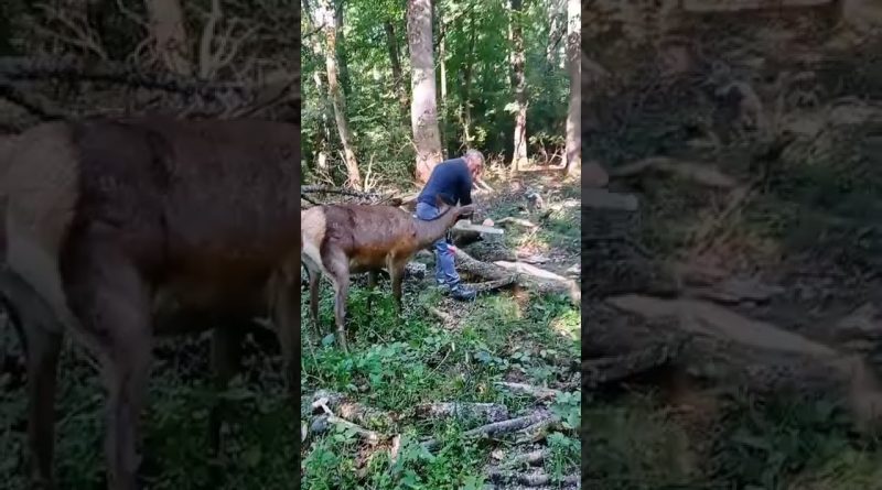 Elk Just Wants To Hang Out With Man Cutting Tree Branches