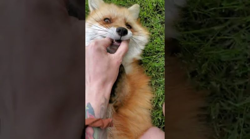 Dixie The Fox Likes Playfully Chewing On Fingers