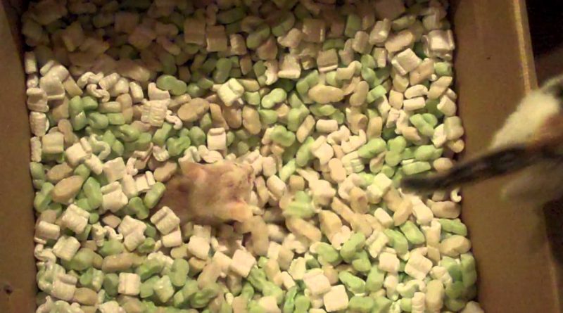 Kittens Adorably Playing In Packing Peanuts