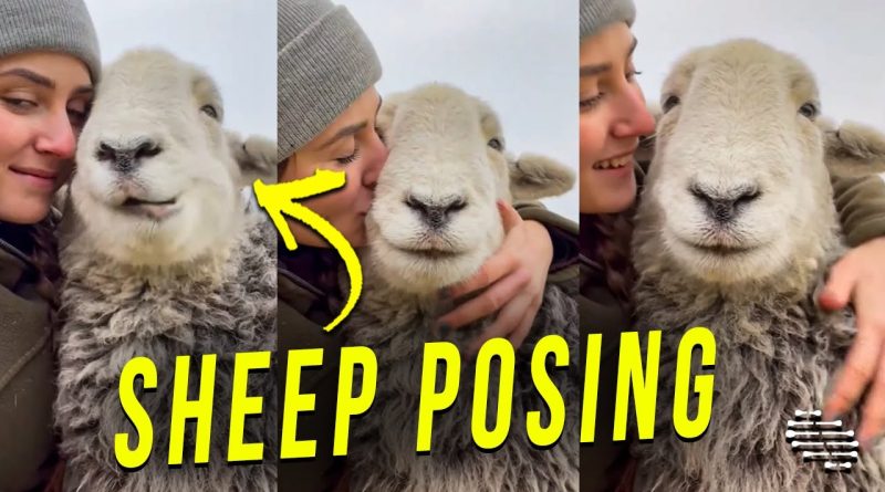 Sheep Poses For Picture As Human Friend Gives Him A Kiss
