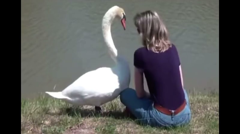 Swan And Woman Become Friends