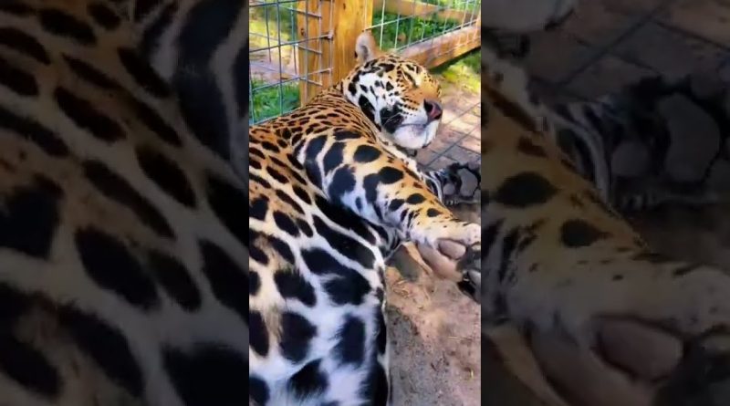 Jaguar Loves Belly Rubs!
