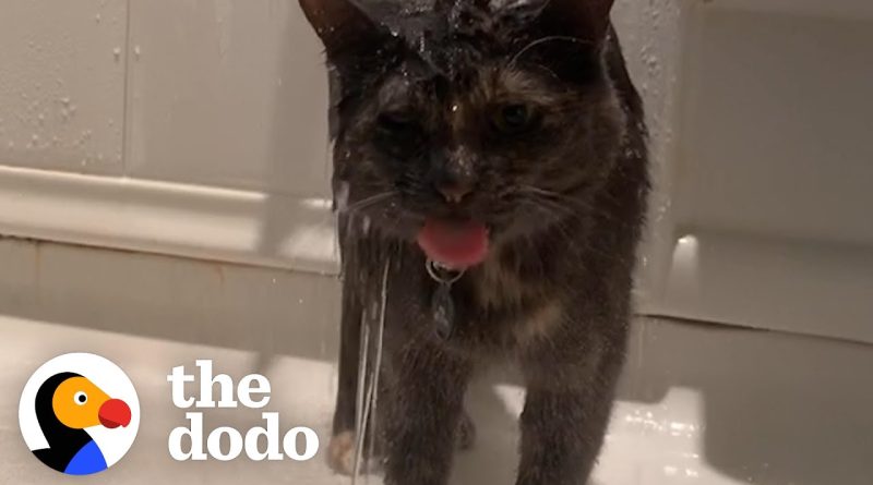 This Cat Loves Being In The Shower!