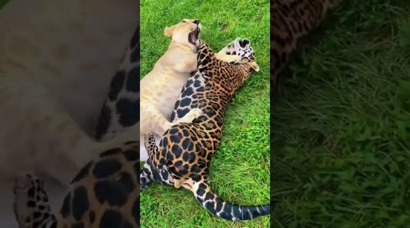 Lion And Jaguar Playing Together