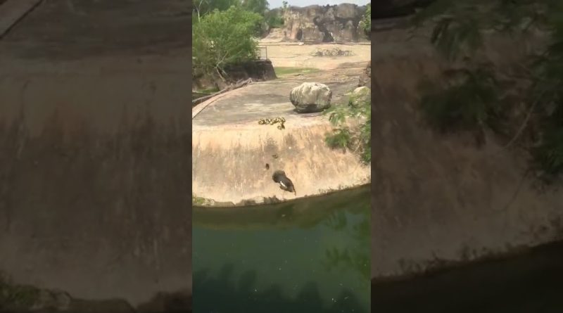 Mother Duck Shows Her Duckling How To Jump Into The Water
