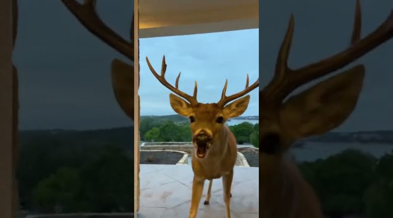 Deer Walks Up To Front Door To Get Treats