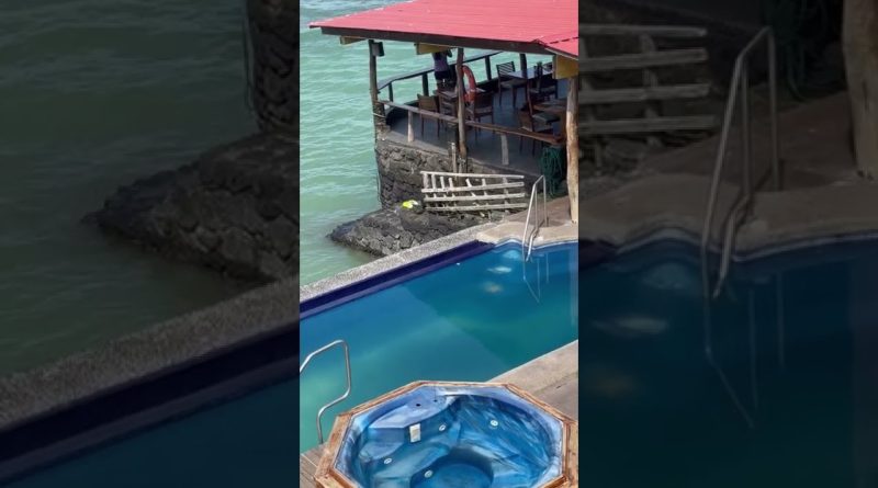 Sea Lion Comes On Land, Swims In Pool, And Commandeers Chair!