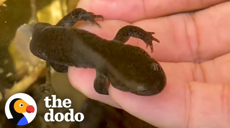 Man Rescues Salamander Eggs And Watches Them Grow Up!