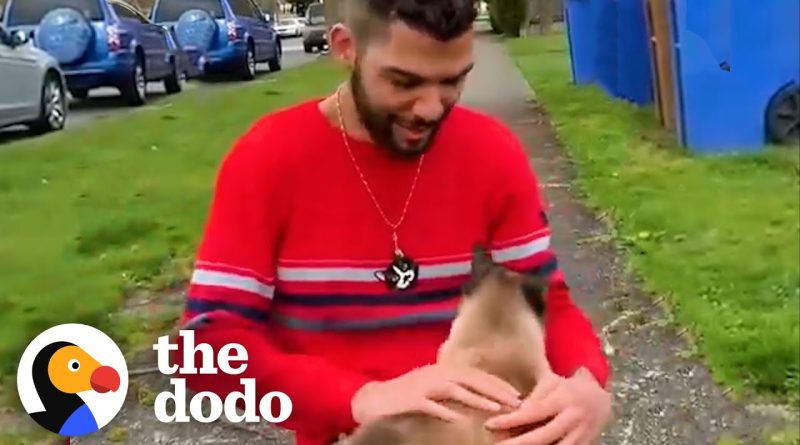 Man Has Met Over 150 Cats In His Neighborhood Walks
