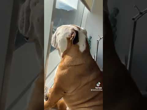 Dog Sleeps And Snores With Face Against The Window