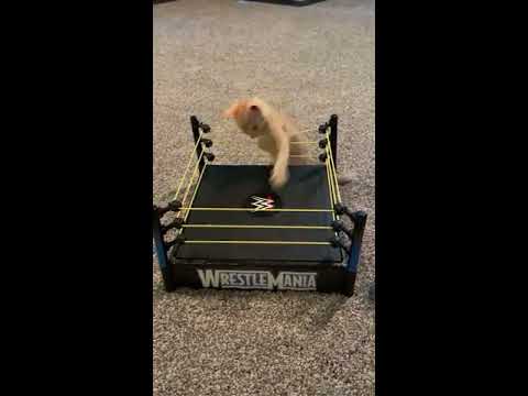 Kittens Adorably Wrestling In A Toy Wrestling Ring