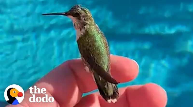 Man Finds Baby Hummingbird And Raises Her Go Live A Good Life