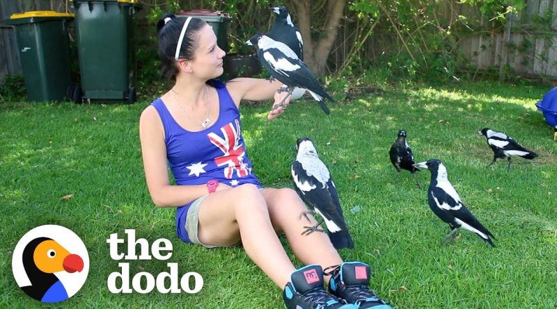 Woman Befriends A Magpie Bird And Gains A Family!