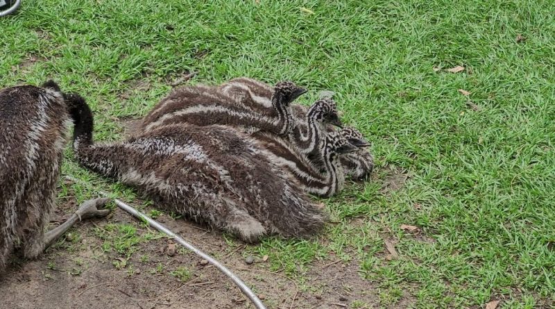 Cute Emu Cuddle Puddle
